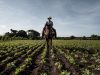Franklin 16 anni trascina l'aratro con il cavallo, nel campo di Fagioli. Provincia de La Romana - Repubblica Dominicana