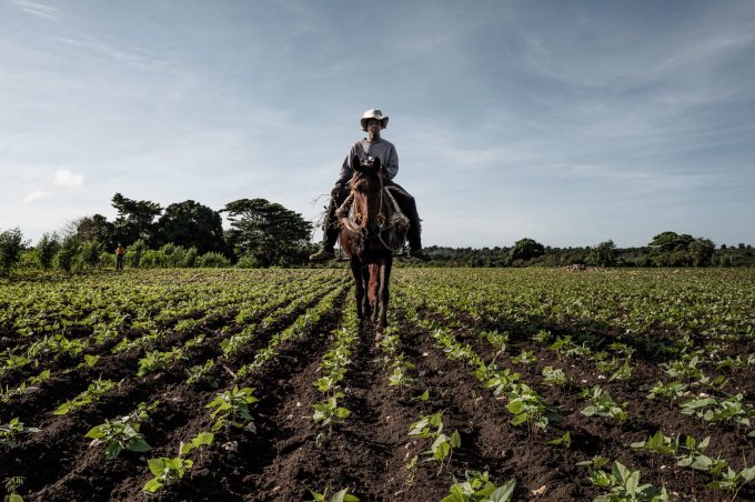 Franklin 16 anni trascina l'aratro con il cavallo, nel campo di Fagioli. Provincia de La Romana - Repubblica Dominicana