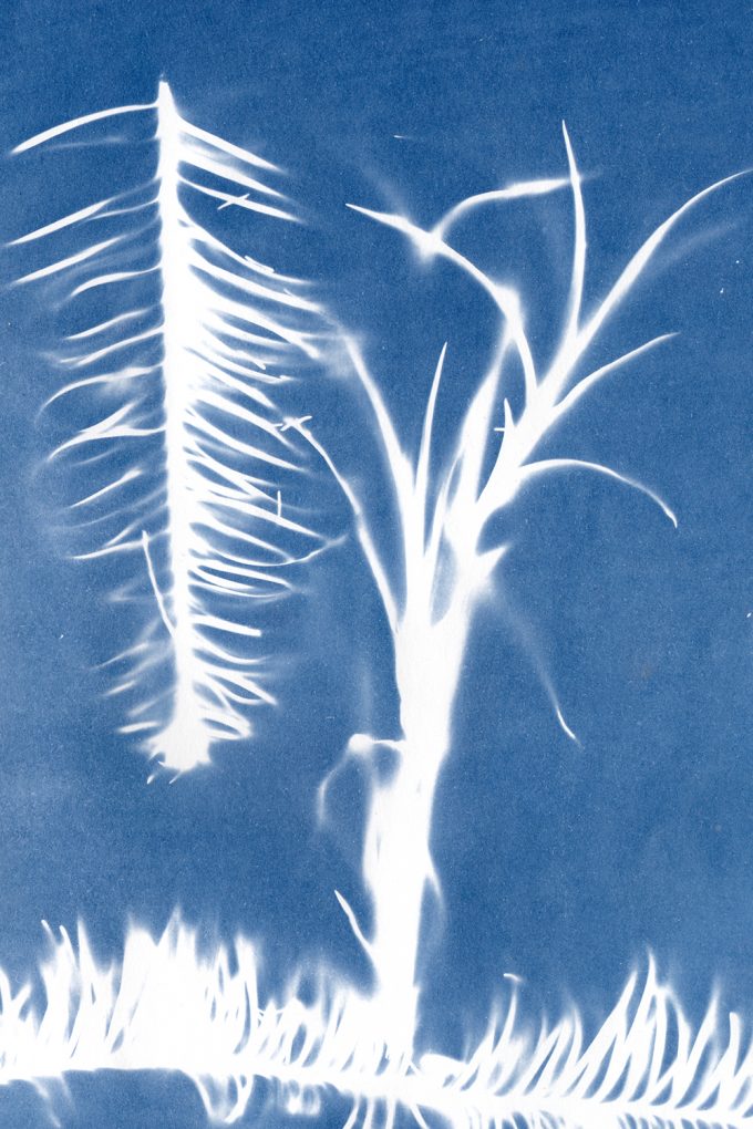 Pianta stampata in biblioteca con la quale abbiamo capito che la Atkins la sapeva più lunga di noi 