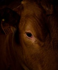 Francesca Paola Maramotti