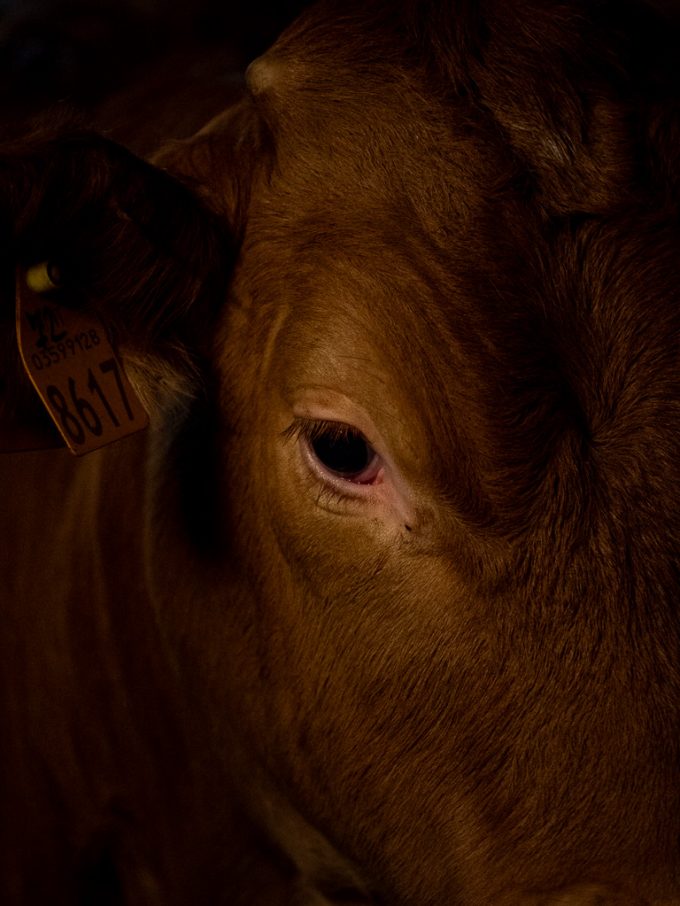 Francesca Paola Maramotti