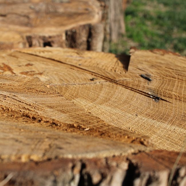 I bambini e le bambine della scuola dell’infanzia Pio VI