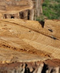 I bambini e le bambine della scuola dell’infanzia Pio VI
