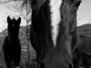 Transizione